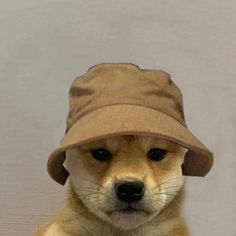 dogwifhat